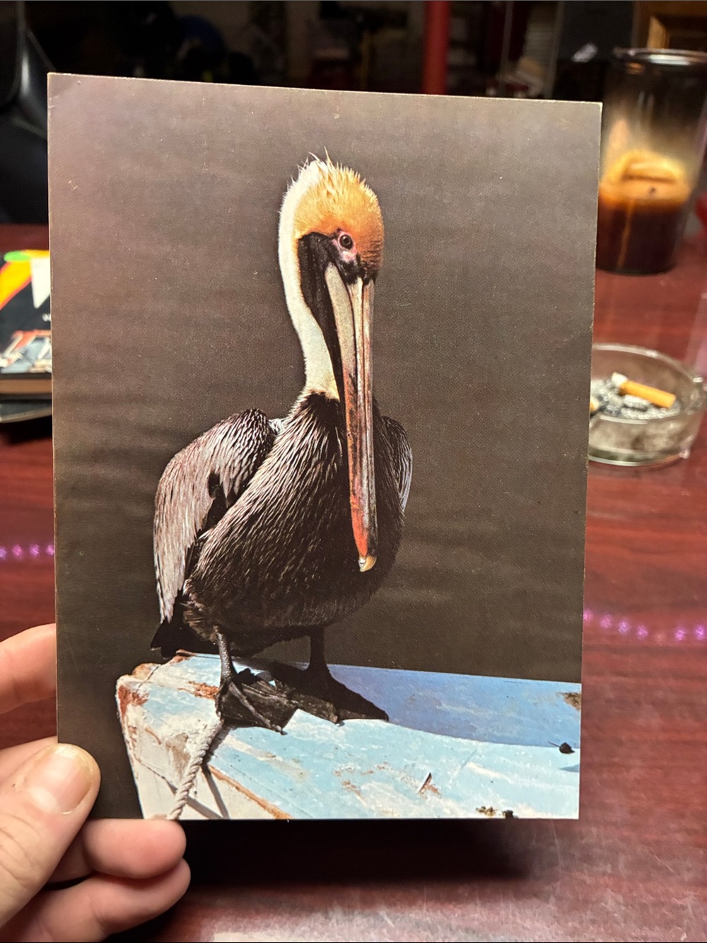 Pelican Photo Print - Brown, Cream & Blue. By: Don Langdon